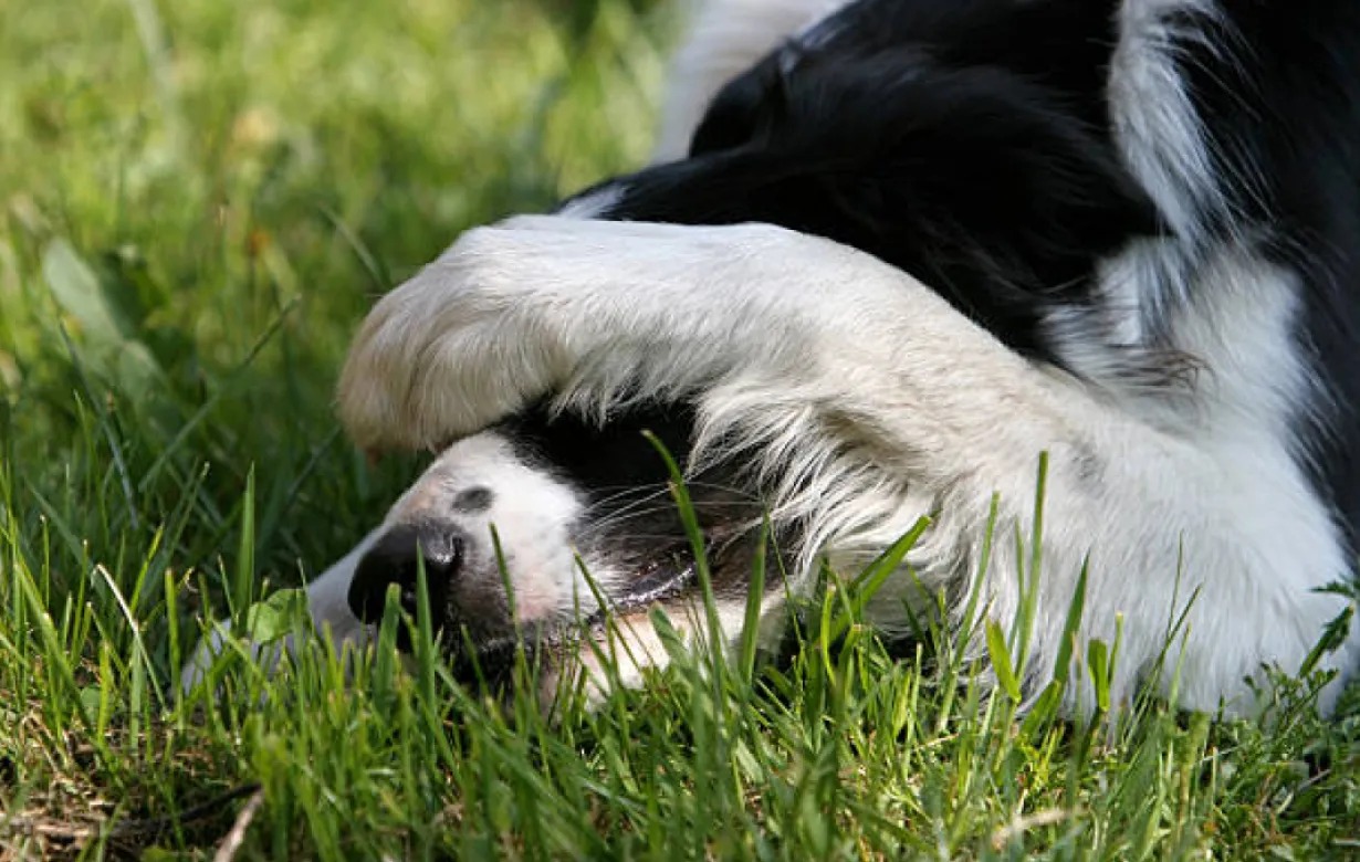 Dog with paws over face